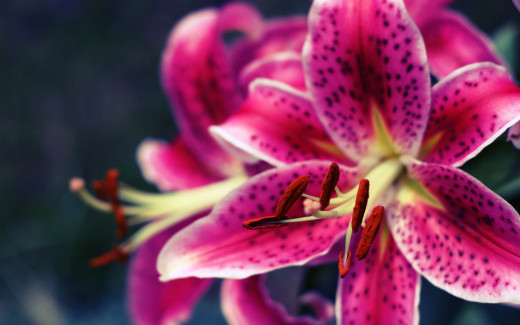 664632 (a): :2560x1600